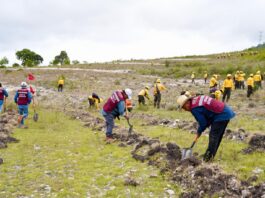 Vida y esperanza con la Primera Jornada de Mega Tequio de Reforestación en la zona chocho-mixteca