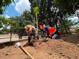 Comenzó la primera etapa de sustitución de árboles en el Paseo Juárez El Llano