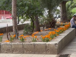 En el Llano lucen ya las flores de Cempasúchil